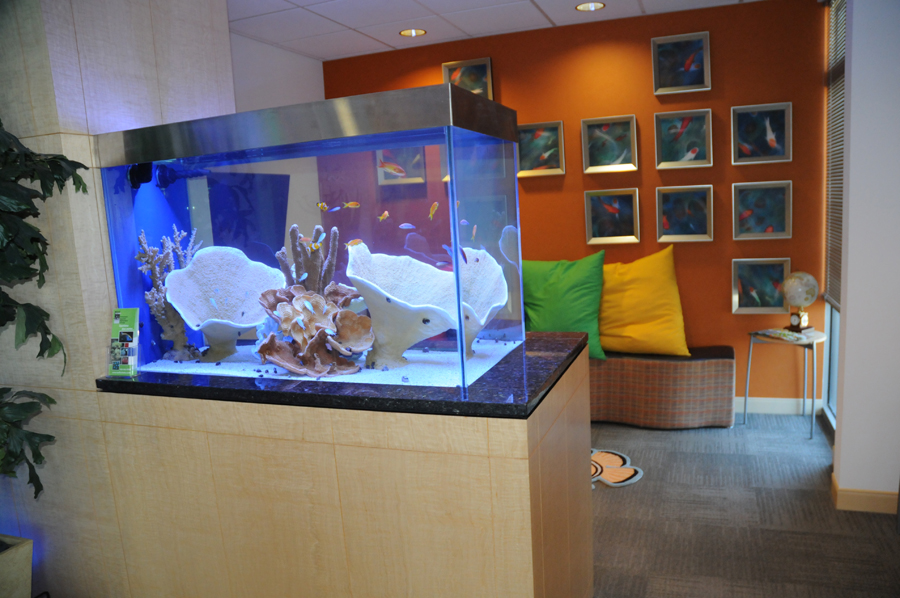 Reef Tectonics Aquarium Maintenance and Design Lincoln & Omaha, Nebraska, Des Moines, Iowa